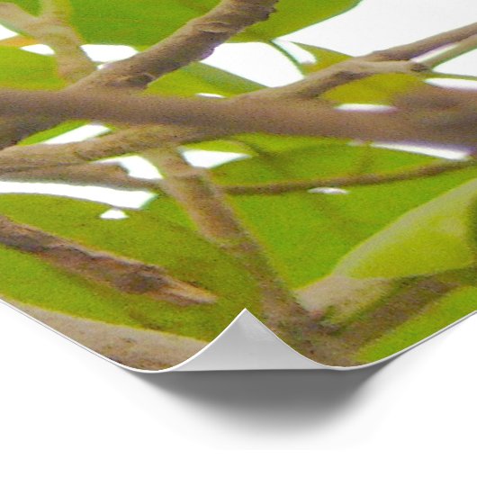 Fruit Bat Poster (Ecke)