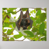 Fruit Bat Poster (Vorne)