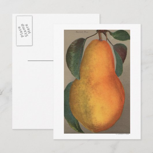Fruit Chromo Lithograph von Bartlett Pear Postkarte (Vorne/Hinten)