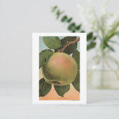 Fruit Chromo Lithograph von Newtown Pippen Postkarte (Stehend Vorderseite)