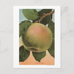 Fruit Chromo Lithograph von Newtown Pippen Postkarte