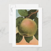 Fruit Chromo Lithograph von Newtown Pippen Postkarte (Vorne/Hinten)