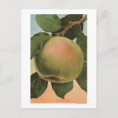 Fruit Chromo Lithograph von Newtown Pippen Postkarte (Vorderseite)