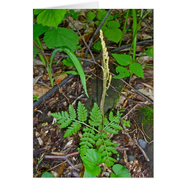 Fruiting Rattlesnake Fern (Botrypus virginianus) (Vorne)