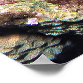 Frumpy Stonefish Poster (Ecke)