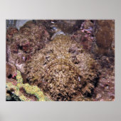 Frumpy Stonefish Poster (Vorne)
