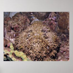 Frumpy Stonefish Poster
