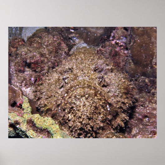 Frumpy Stonefish Poster (Vorne)