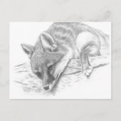 Fuchs 59 postkarte (Vorderseite)