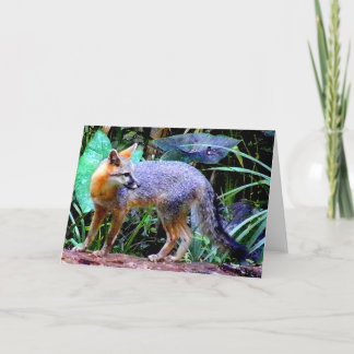 FUCHS AUF BAUM KARTE