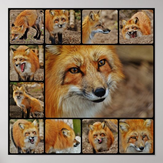 Fuchs Collage Poster (Vorne)