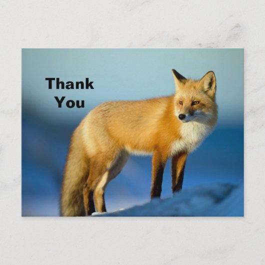 Fuchs Danke Dir Postkarte (Vorderseite)