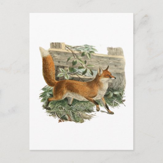 Fuchs durch einen Zaun Postkarte (Vorderseite)