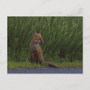 Fuchs-Foto-Postkarte Feiertagspostkarte