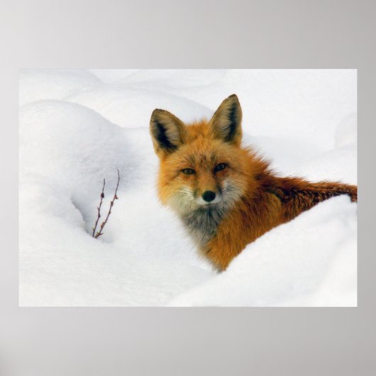 Fuchs im felsigen Berg-Nationalpark Poster (Vorne)