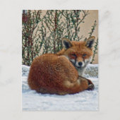 Fuchs im Schnee Postkarte (Vorderseite)