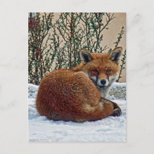 Fuchs im Schnee Postkarte (Vorderseite)