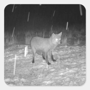 Fuchs im Schnee Winter Anpassbare Tierkunst Quadratischer Aufkleber