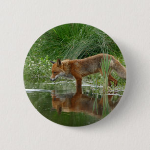 Fuchs im Teich Button