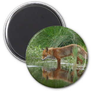 Fuchs im Teich Magnet