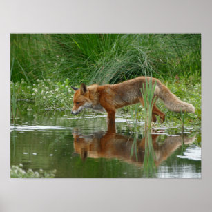 Fuchs im Teich Poster