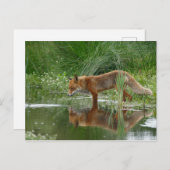 Fuchs im Teich Postkarte (Vorne/Hinten)