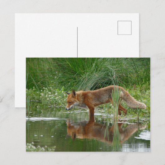 Fuchs im Teich Postkarte (Vorne/Hinten)
