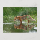 Fuchs im Teich Postkarte (Vorderseite)
