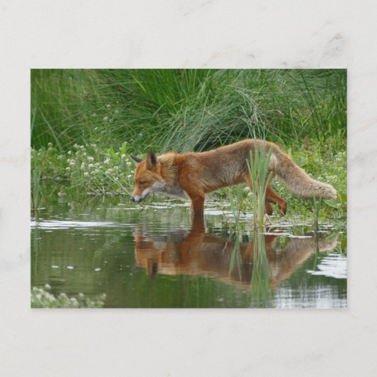 Fuchs im Teich Postkarte (Vorderseite)