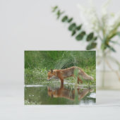 Fuchs im Teich Postkarte (Stehend Vorderseite)