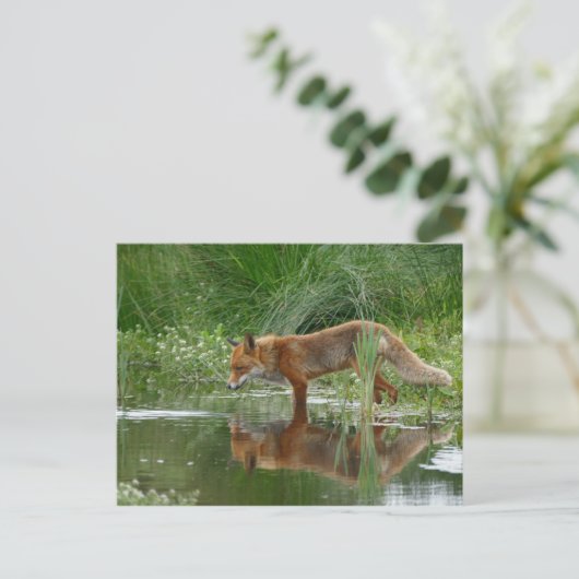 Fuchs im Teich Postkarte (Stehend Vorderseite)
