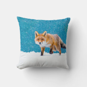 Fuchs im Winter. Rotfuchs, Vulpes vulpes, schnüffe Kissen