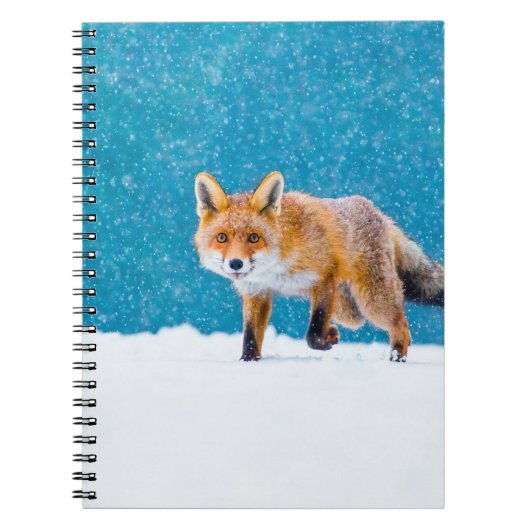 Fuchs im Winter. Rotfuchs, Vulpes vulpes, schnüffe Notizblock (Vorderseite)