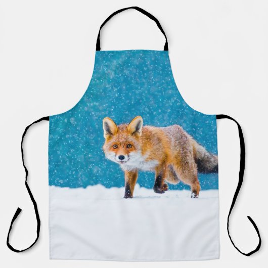 Fuchs im Winter. Rotfuchs, Vulpes vulpes, schnüffe Schürze (Vorderseite)