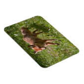 Fuchs laufen magnet (Rechte Seite)