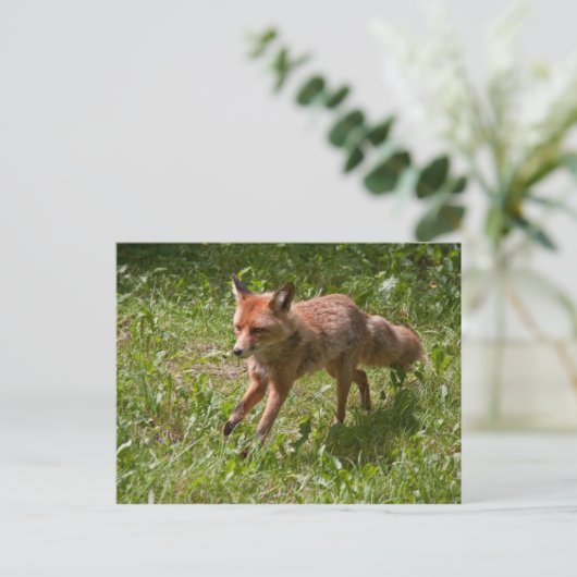 Fuchs laufen postkarte (Stehend Vorderseite)