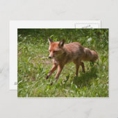 Fuchs laufen postkarte (Vorne/Hinten)