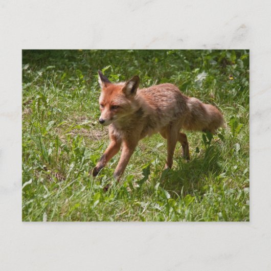 Fuchs laufen postkarte (Vorderseite)