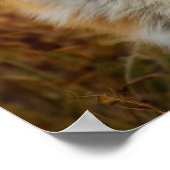 Fuchs Poster (Ecke)