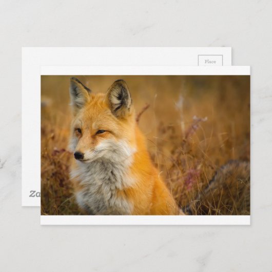 Fuchs Postkarte (Vorne/Hinten)