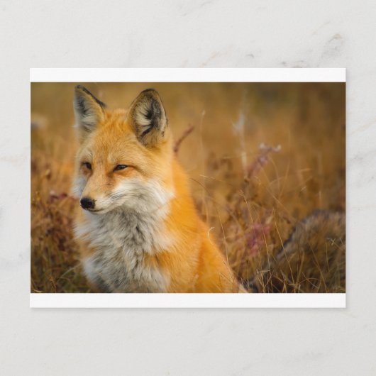 Fuchs Postkarte (Vorderseite)