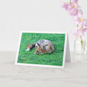 Fuchs schlafend auf Gras Karte