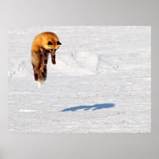 Fuchs Sprung | Yukon, Kanada Poster (Vorne)