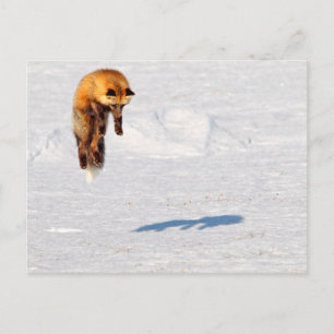 Fuchs Sprung Yukon, Kanada Postkarte