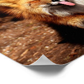 Fuchs streckt die Zunge heraus Poster (Ecke)