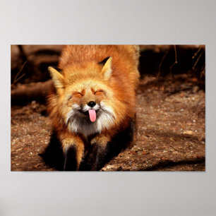 Fuchs streckt die Zunge heraus Poster