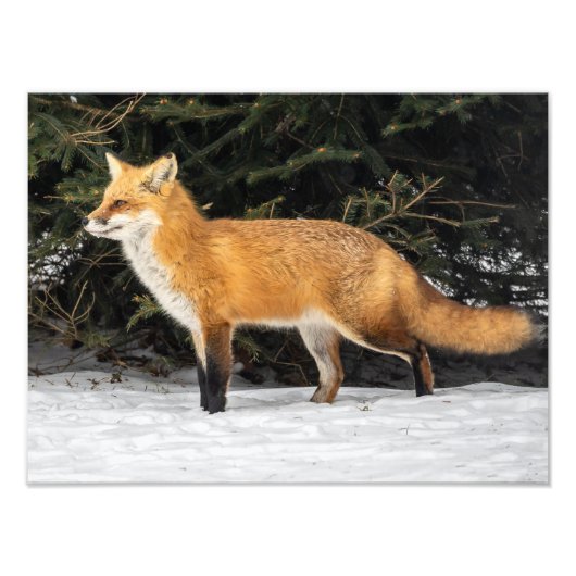 Fuchs und Schnee Fotodruck (Vorne)