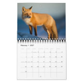 Füchse in Naturfotografie Kalender (Feb 2027)