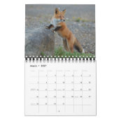 Füchse in Naturfotografie Kalender (Mär 2027)