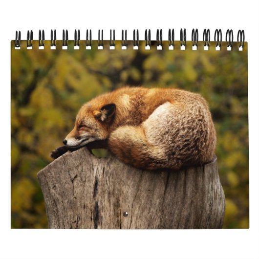 Füchse in Naturfotografie Kalender (Titelbild)